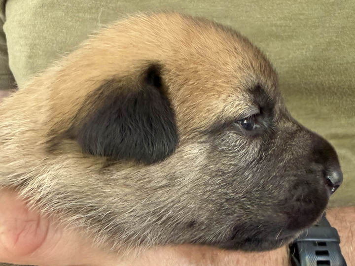 chinook puppy